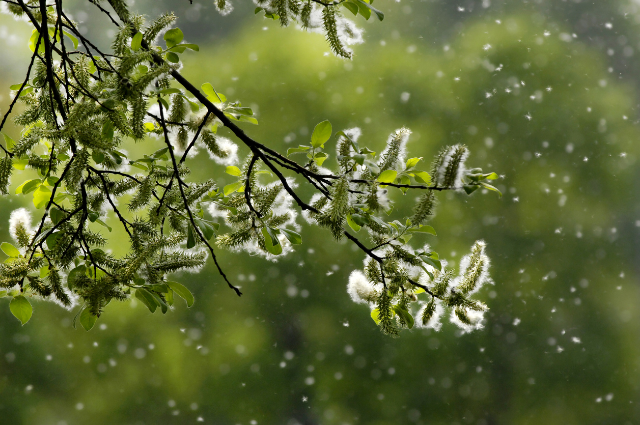 Weidenkätzchen auf einem Zweig mit grünem Hintergrund und Pollen in der Luft.