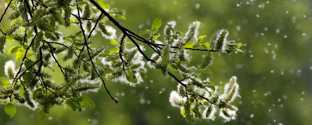 Weidenkätzchen auf einem Zweig mit grünem Hintergrund und Pollen in der Luft.